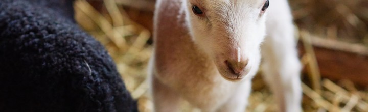 Lambs at Far Fetch Farm