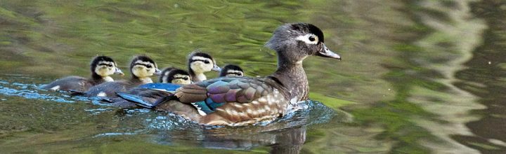 Ashuelot River Wood Ducks