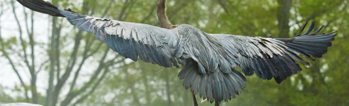 Great Blue Heron at the Ashuelot River Dam