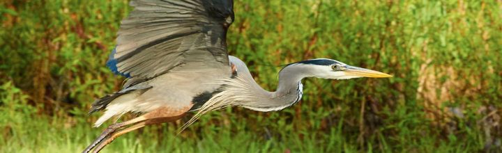 Early Morning Great Blue Heron