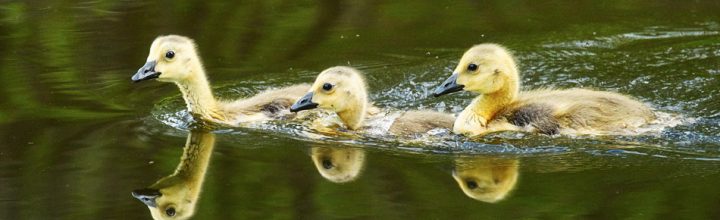 Ducklings and Goslings
