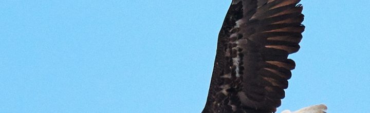 Birds of Prey on the Connecticut River