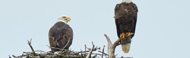 Three Connecticut River Eagles