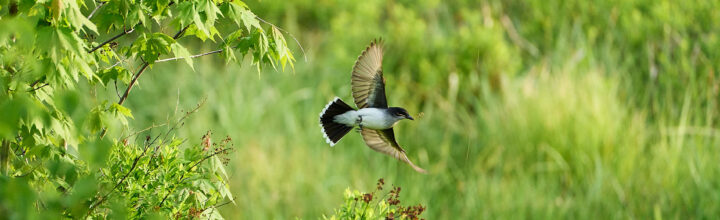 Eastern Kingbird in Flight