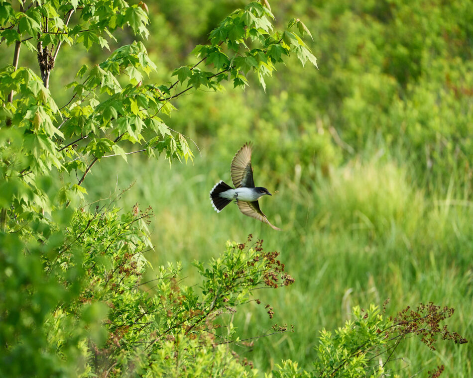 Eastern Kingbird in flight with nesting materials