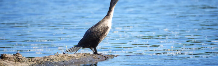 Juvenile Double-crested Cormorant