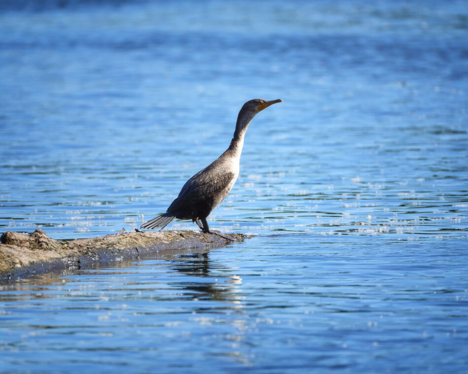 Juvenile Double-crested Cormorant perched on a rock on the Connecticut River
