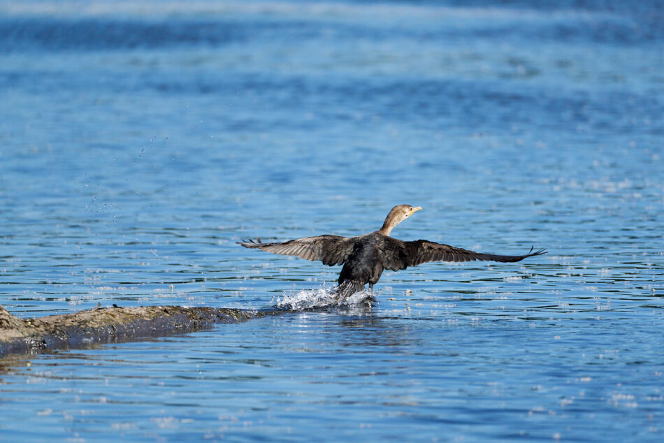 Departing Double-crested Cormorant takes flight on the Connecticut River
