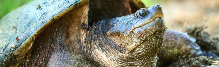 Snapping Turtle Along the Road