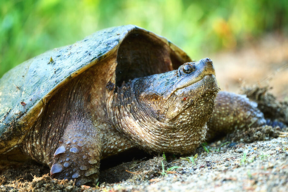 Female snapping turtle laying eggs on the side of the road