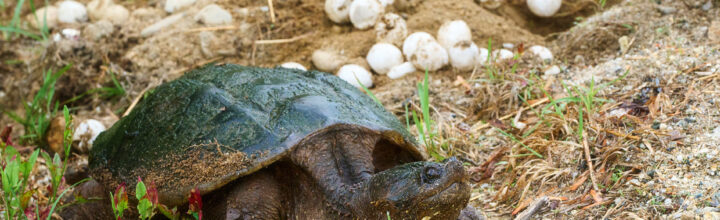 Snapping Turtles on the Move