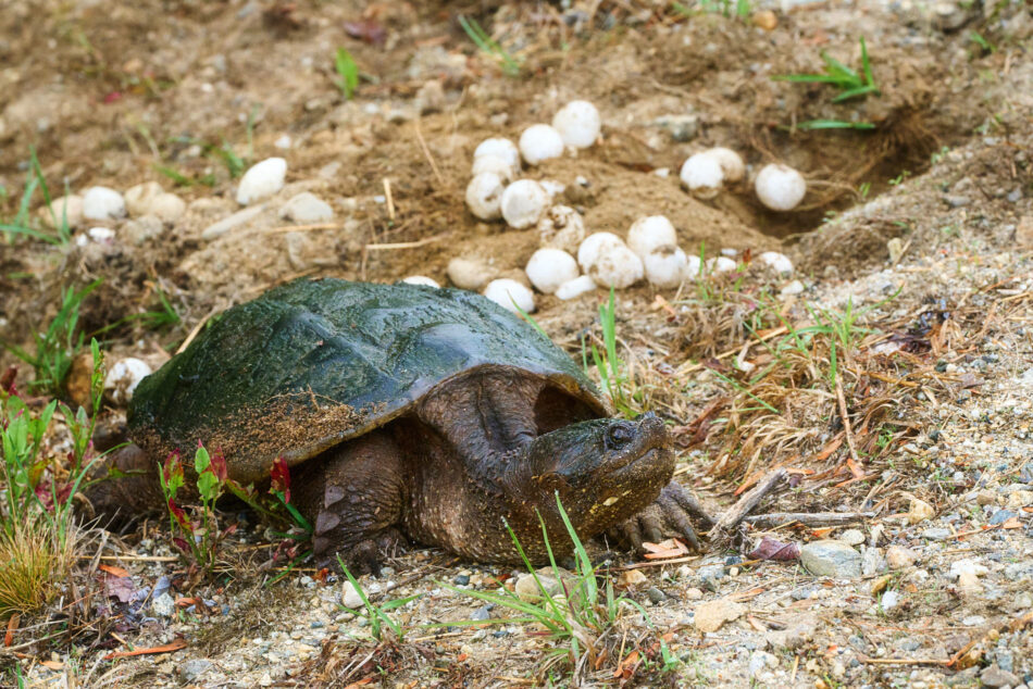 Snapping Turtle near a nest of destroyed eggs