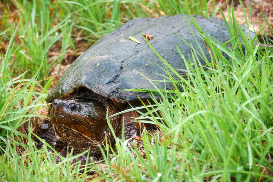 Snapping Turtle in the grass