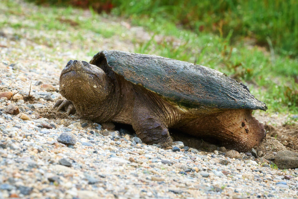 One-eyed Snapping Turtle laying eggs