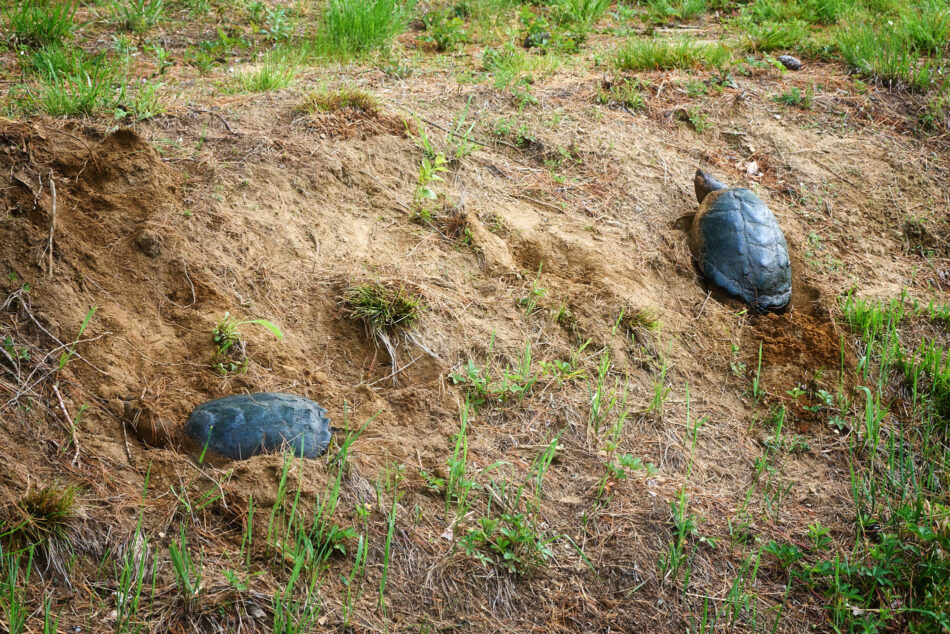 Two Snapping Turtles on a dirt banking