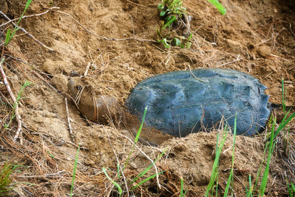 Snapping Turtle with dirt partially covering its head and neck