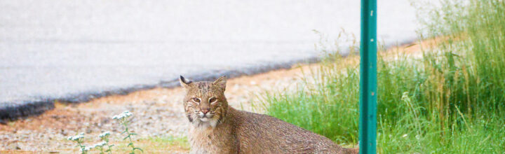Birds and a Bonus Bobcat Birds and a Bonus Bobcat