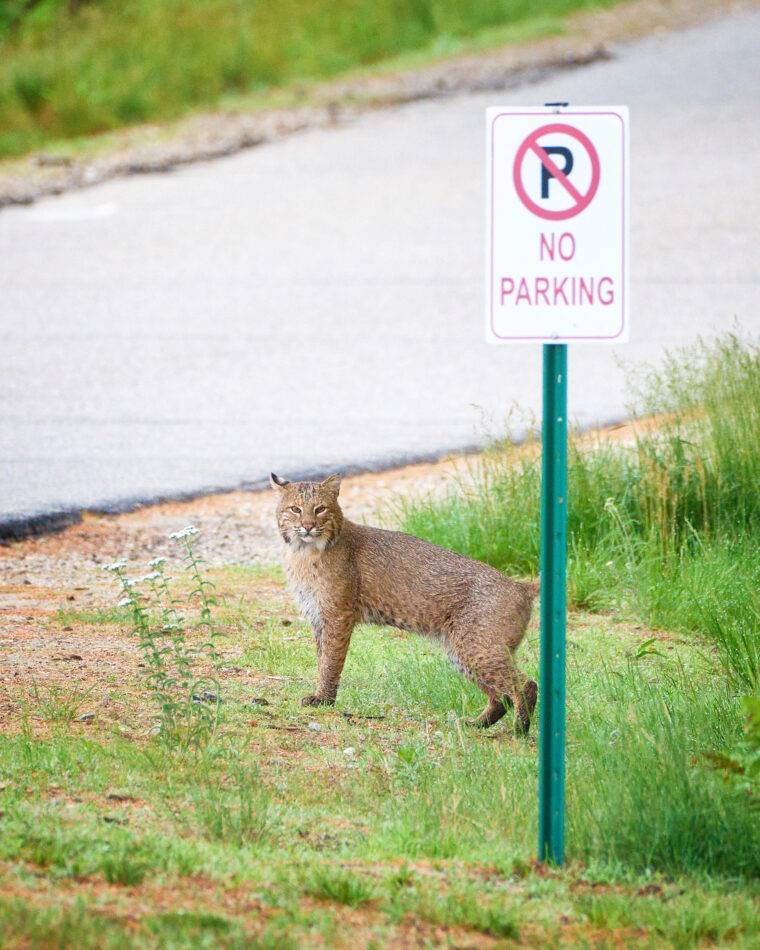 Bobcat standing near a No Parking sign