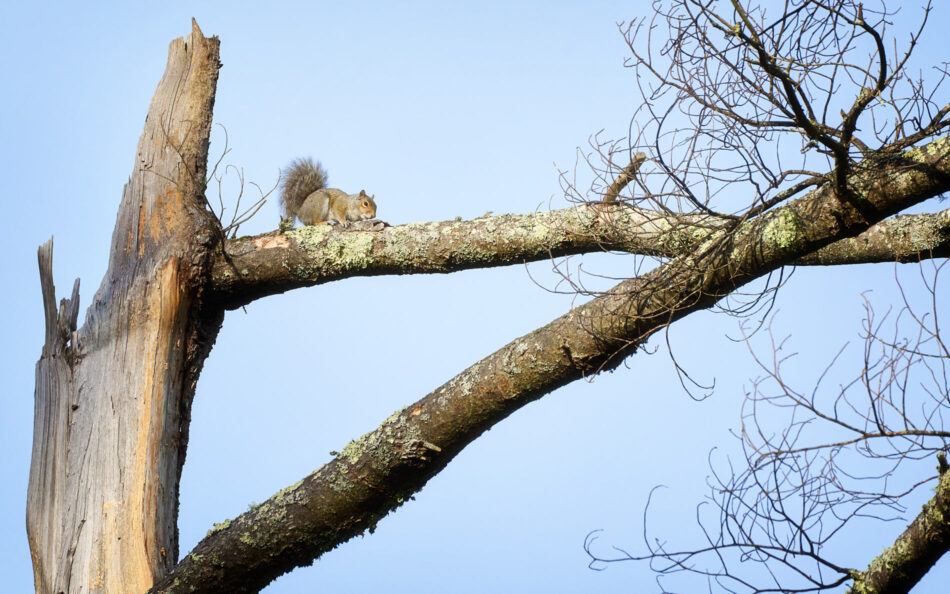 Gray squirrel on the branch of a dead tree